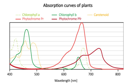 Absorption curves of plants